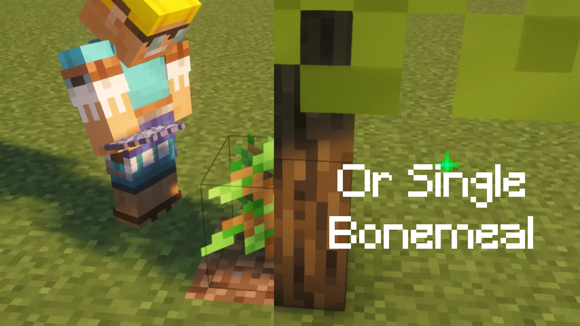 A player bone mealing a sapling into a full tree
